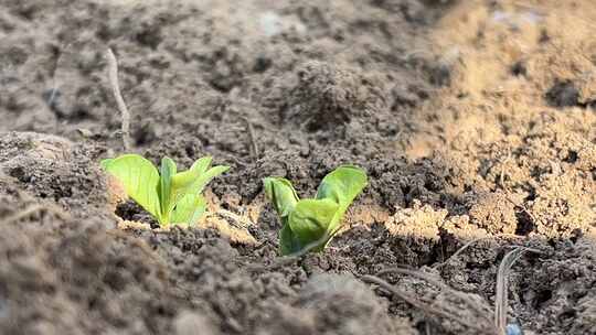 破土而出的植物