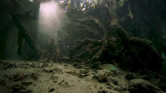 鱼类，水下，红树林，海洋生物