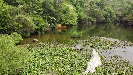 湖水鳄鱼乌龟飞向船