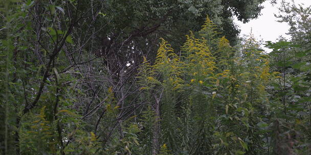 户外 野外 植物 自然 绿色 桂花 秋天叶子