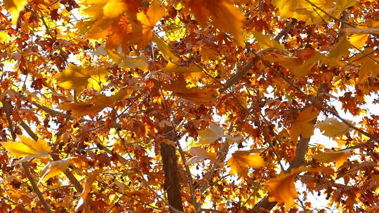 秋季 金色 梧桐树叶 果实 阳光视频素材模板下载