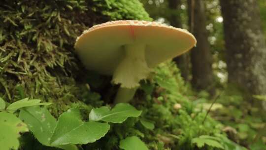 森林里的野生蘑菇视频素材模板下载