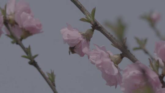 桃花中采蜜的蜜蜂升格慢镜头LOG