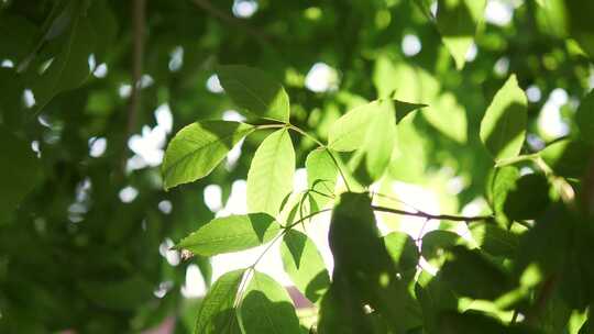 树叶绿植阳光空镜【合集】