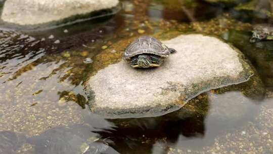 石头上的乌龟