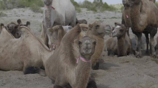 新疆乌拉古湖骆驼落日4k