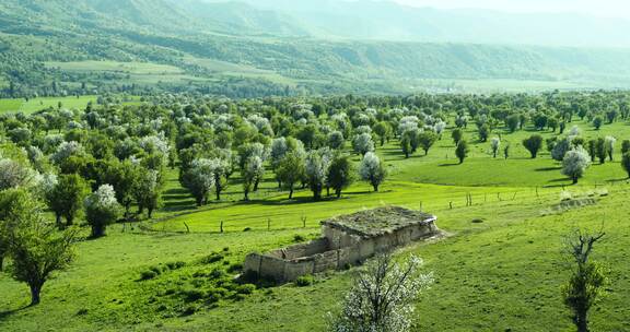 新疆伊犁草原风景