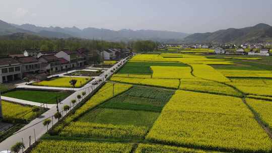 油菜花海