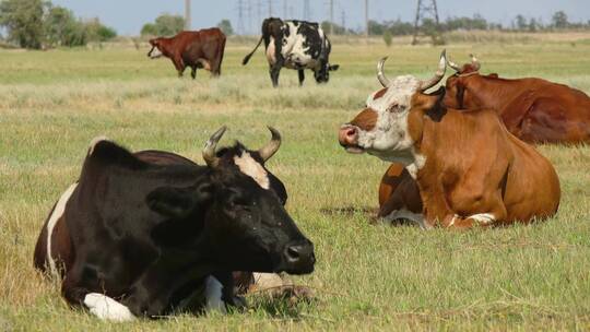 内蒙草原上趴在地上休息的奶牛群实拍素材