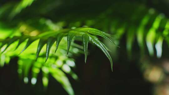 热带雨林绿植光影