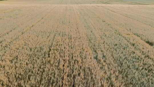 航拍呼伦贝尔垦区农田即将秋收的麦田