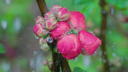 芍药花苞雨中待绽放：节气里的治愈之花