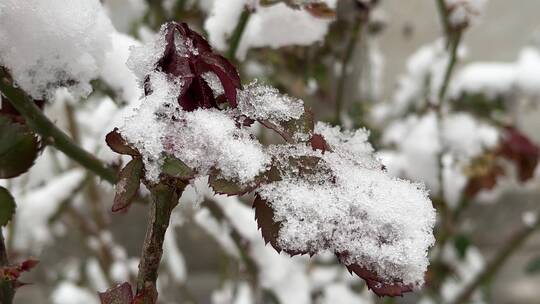 冬天的白雪视频