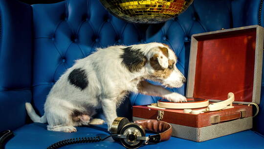 狗狗看着红色的唱片机