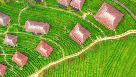 无人机飞越泰国的茶园和中国村庄