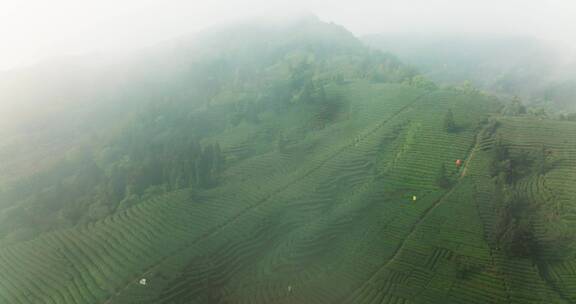 四川茶山航拍