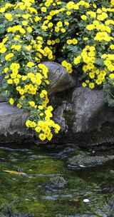 山东济南趵突泉建筑水面颜色秋菊花