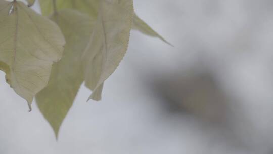 树上的空鸟巢到树叶的变焦LOG视频素材