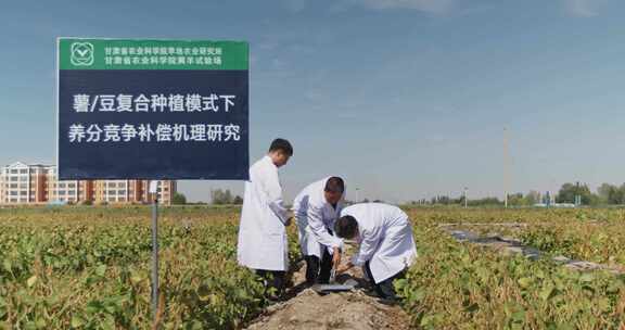 黄豆 大豆 试验田 农业科技