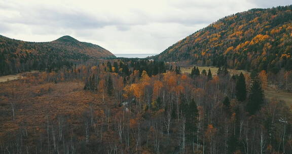 俄罗斯西伯利亚高山森林树木
