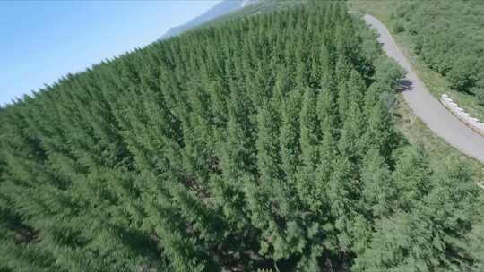 穿越机航拍内蒙古呼和浩特敕勒川高山草原