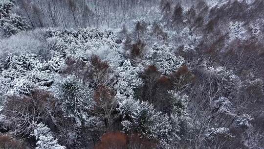 航拍东北下暴雪林海雪原威虎山