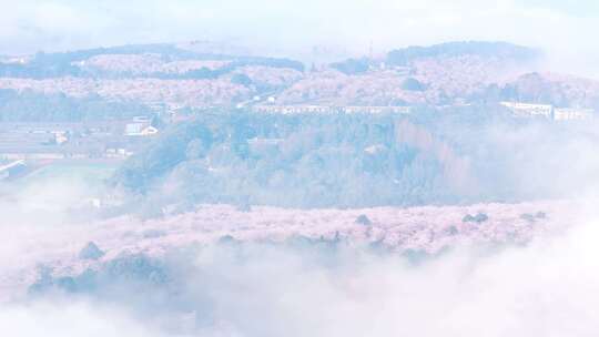 航拍贵州平坝樱花
