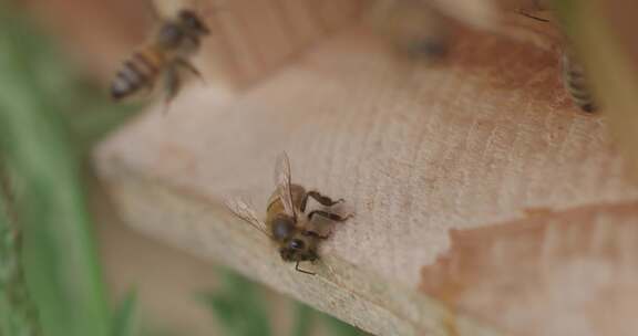 蜜蜂，飞行，昆虫，蜂巢