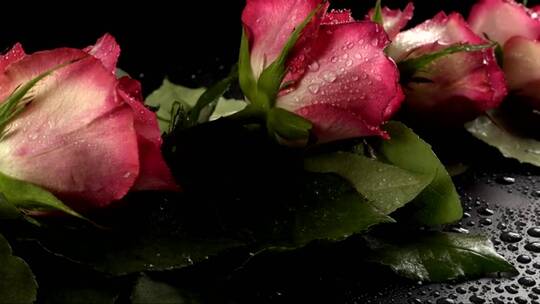 湿粉色玫瑰视频素材模板下载