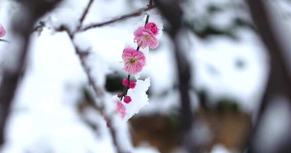 冬季下雪红梅花盛开红梅傲雪