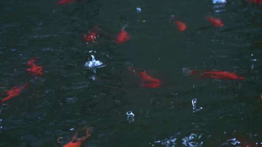 雨滴落在锦鲤鱼池上