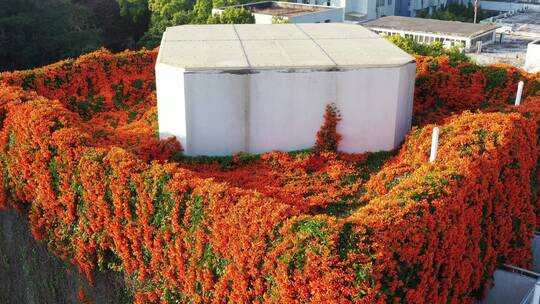 炮仗花开在屋顶花园