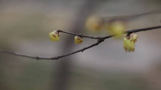 黄色的梅花傲雪开放