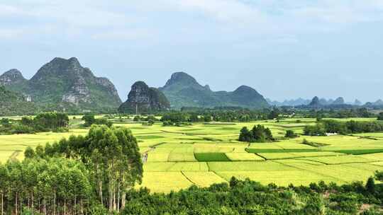 秋天阳光下桂林喀斯特山峰下的金黄色稻田