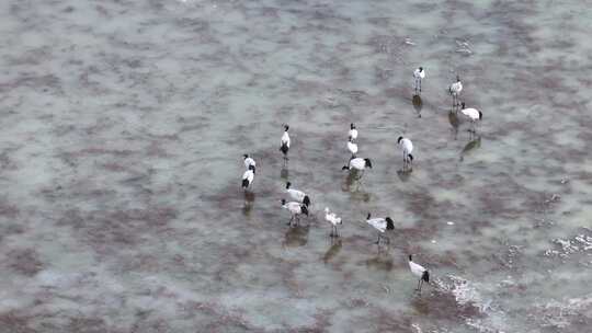 黑颈鹤在当雄阿热湿地