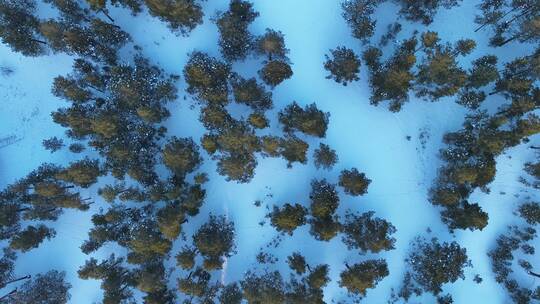 内蒙古沙地樟子松林冬天雪景风光