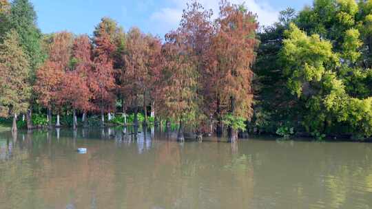 广州海珠湖公园落羽杉林湖景自然风光