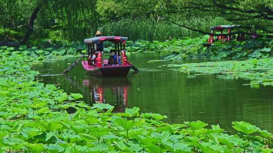 夏季荷塘湖面游船摇橹船赏荷花荷叶