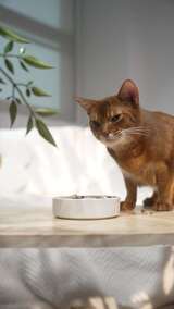 毛发漂亮的猫咪吃猫粮高清在线视频素材下载