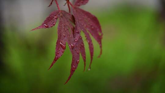 雨中枫叶