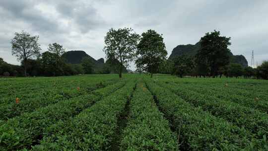 广西桂林尧山茶园