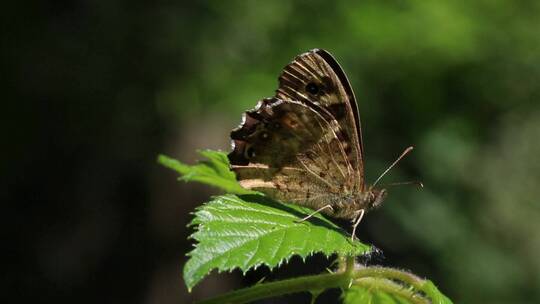 栖息在荆棘叶上的斑点木蝴蝶特写