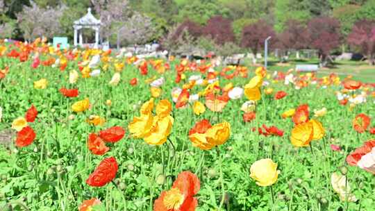 长沙园林生态园虞美人花园