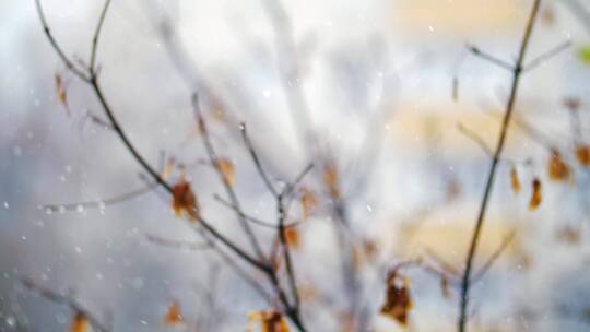 松软的雪落在树上