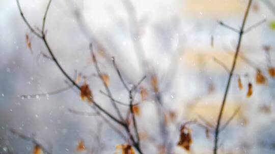 松软的雪落在树上视频素材模板下载