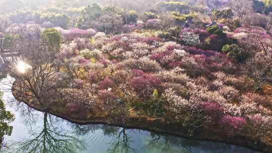 杭州西溪湿地曲水寻梅 春天江南梅花航拍