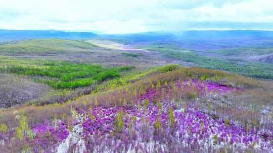 大兴安岭雪中绽放的森林杜鹃花