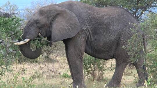 大象吃树叶