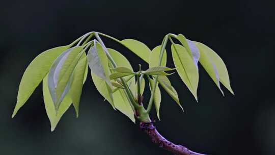 春天嫩芽嫩叶绿叶雨季视频素材模板下载