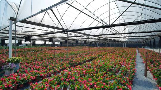 鲜花培育种植基地苗圃视频素材模板下载